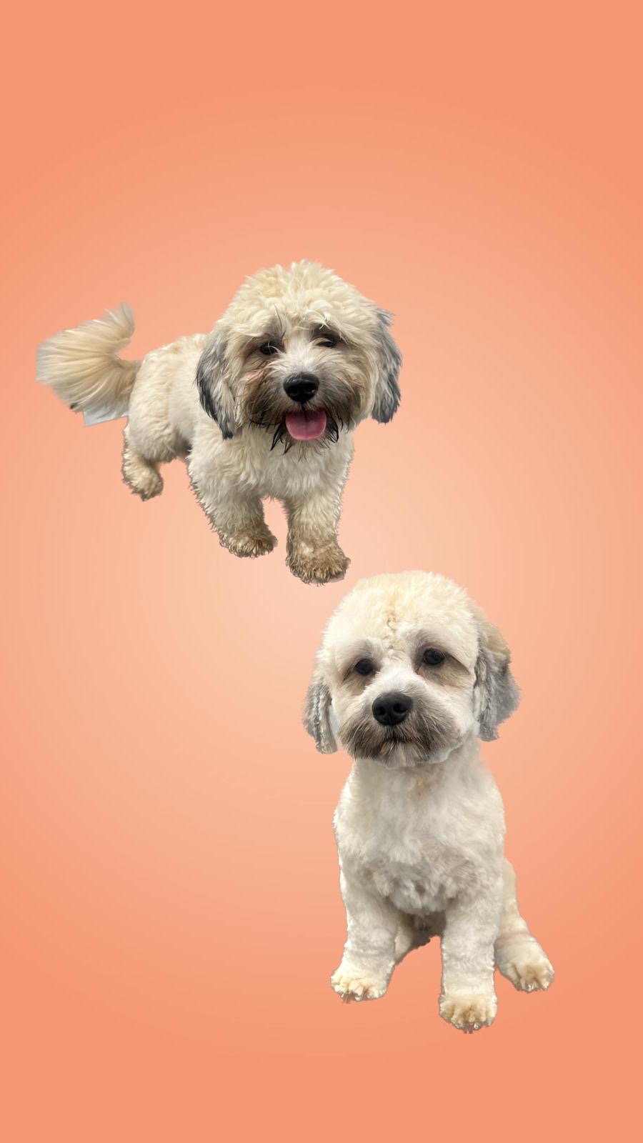 een foto van een hond die getrimd is bij de trimsalon