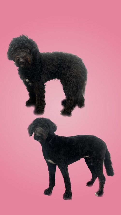 een foto van een hond die getrimd is bij de trimsalon