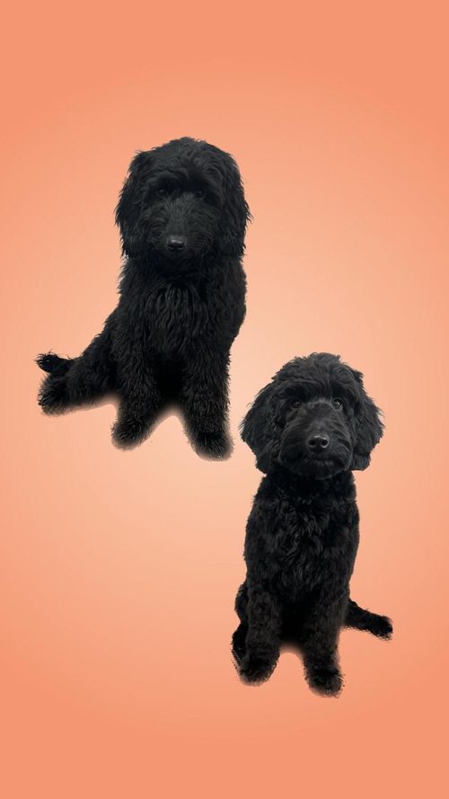 een foto van een hond die getrimd is bij de trimsalon