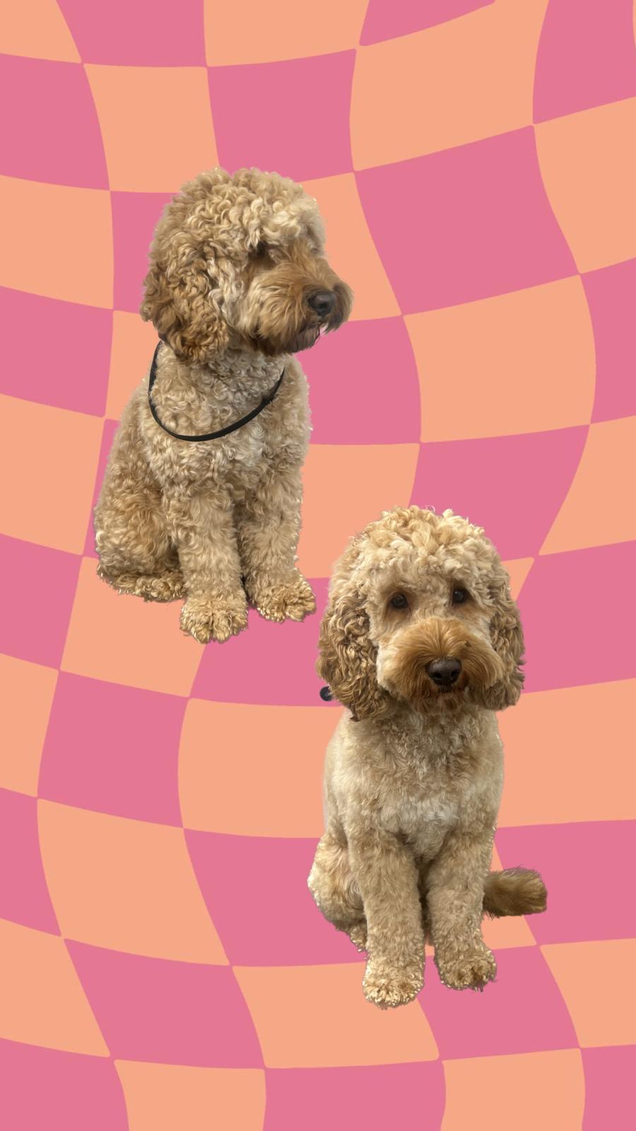 een foto van een hond die getrimd is bij de trimsalon