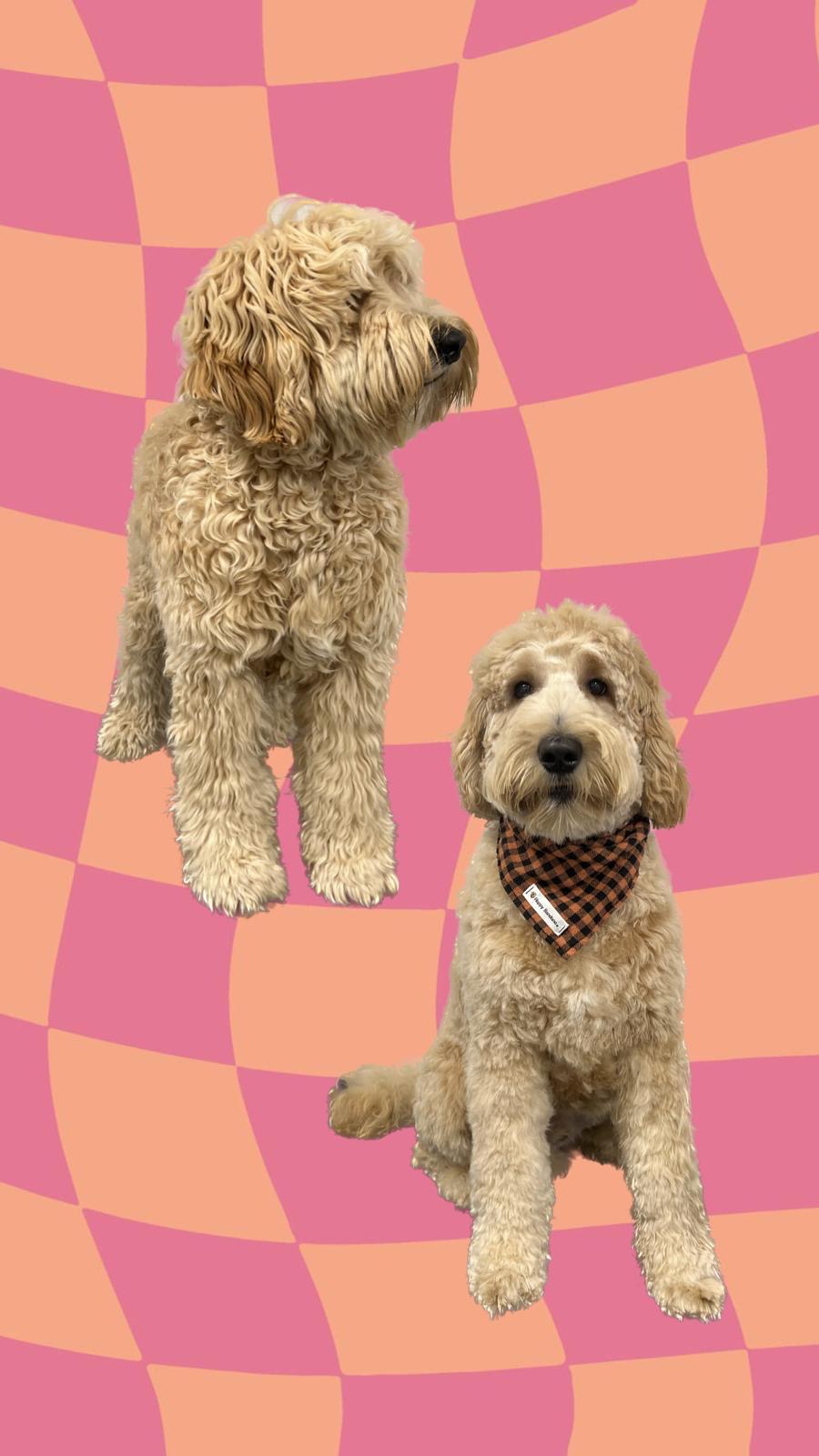 een foto van een hond die getrimd is bij de trimsalon