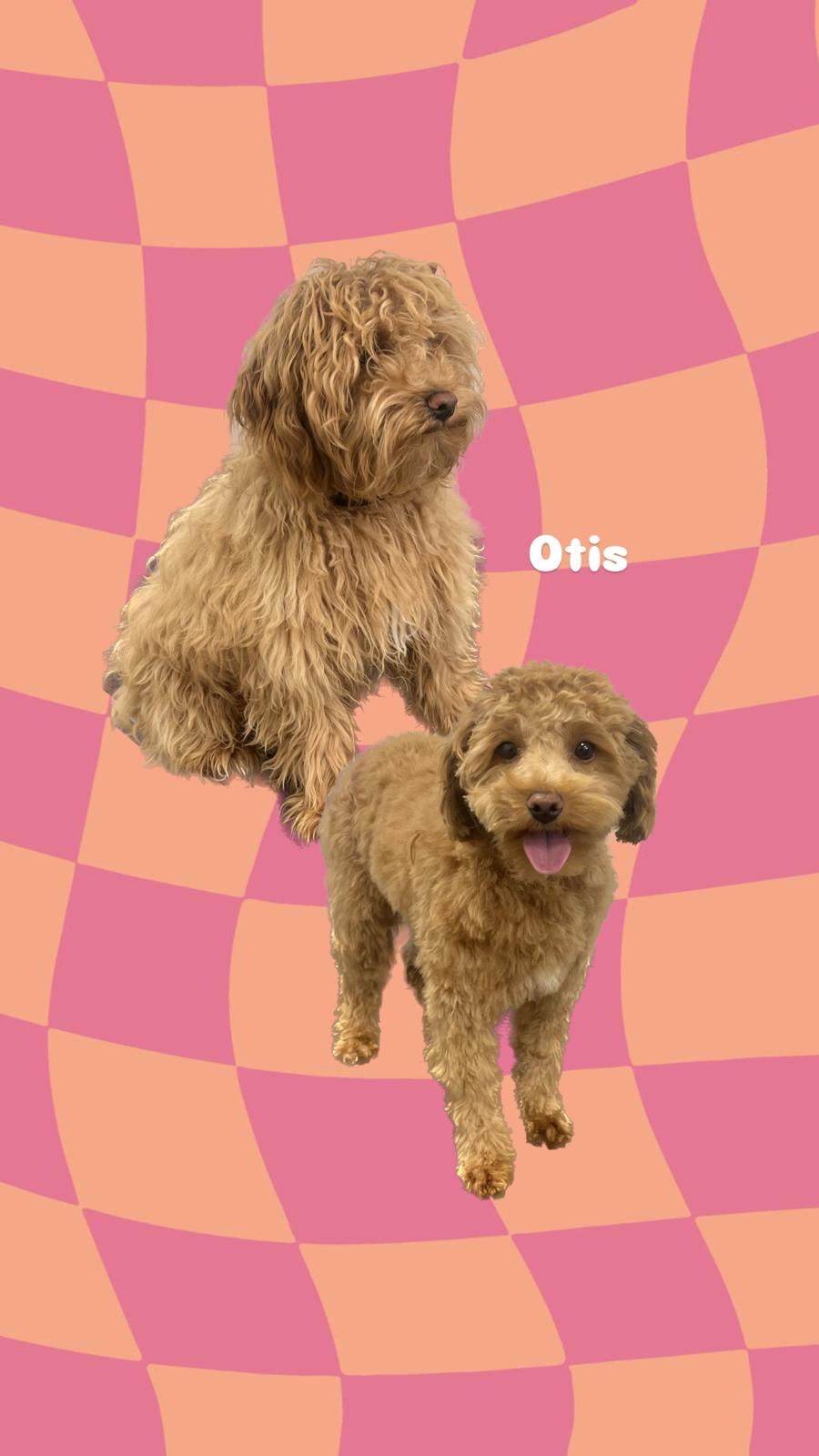 een foto van een hond die getrimd is bij de trimsalon