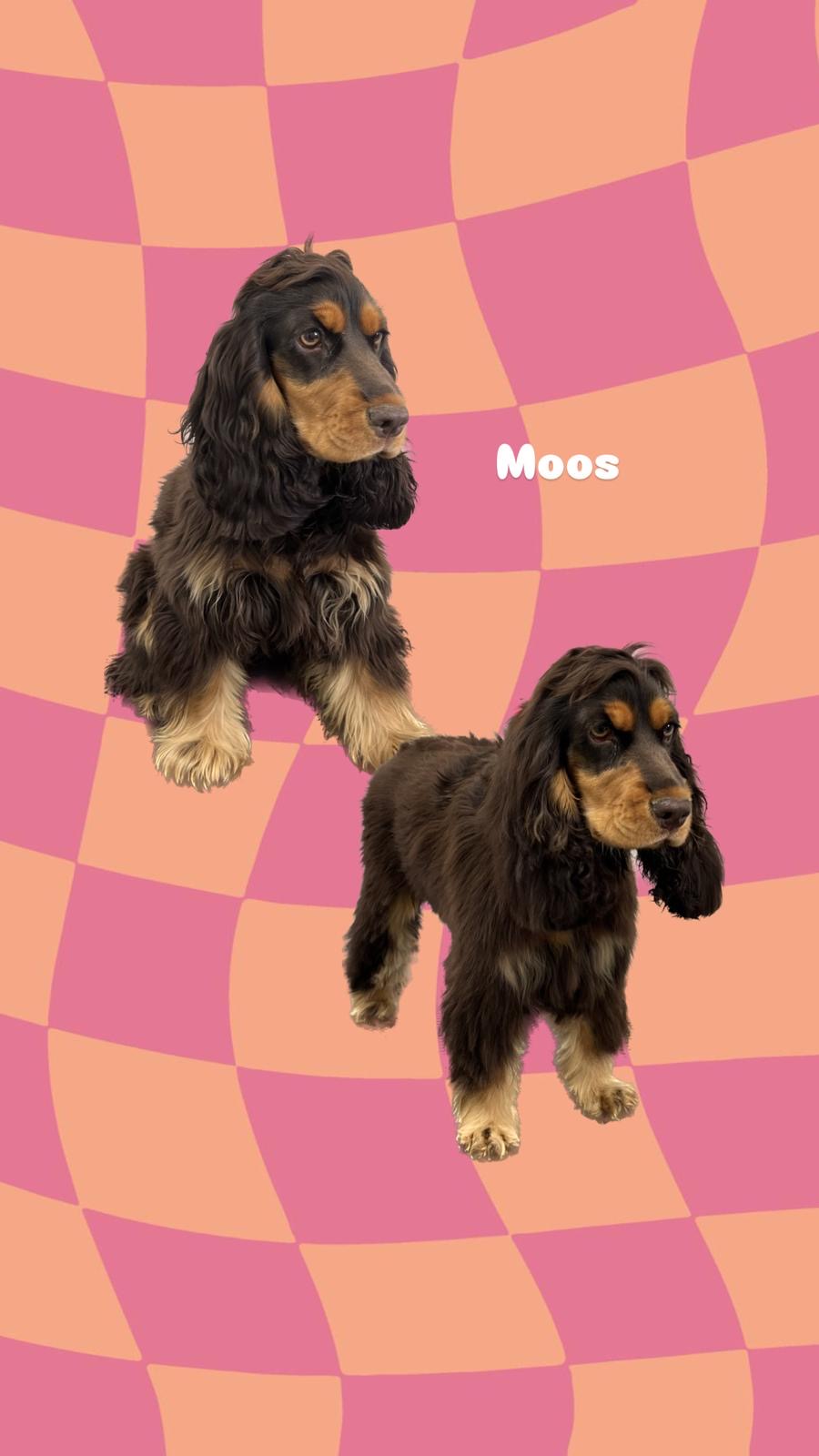 een foto van een hond die getrimd is bij de trimsalon