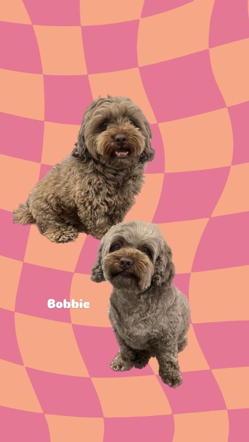 een foto van een hond die getrimd is bij de trimsalon