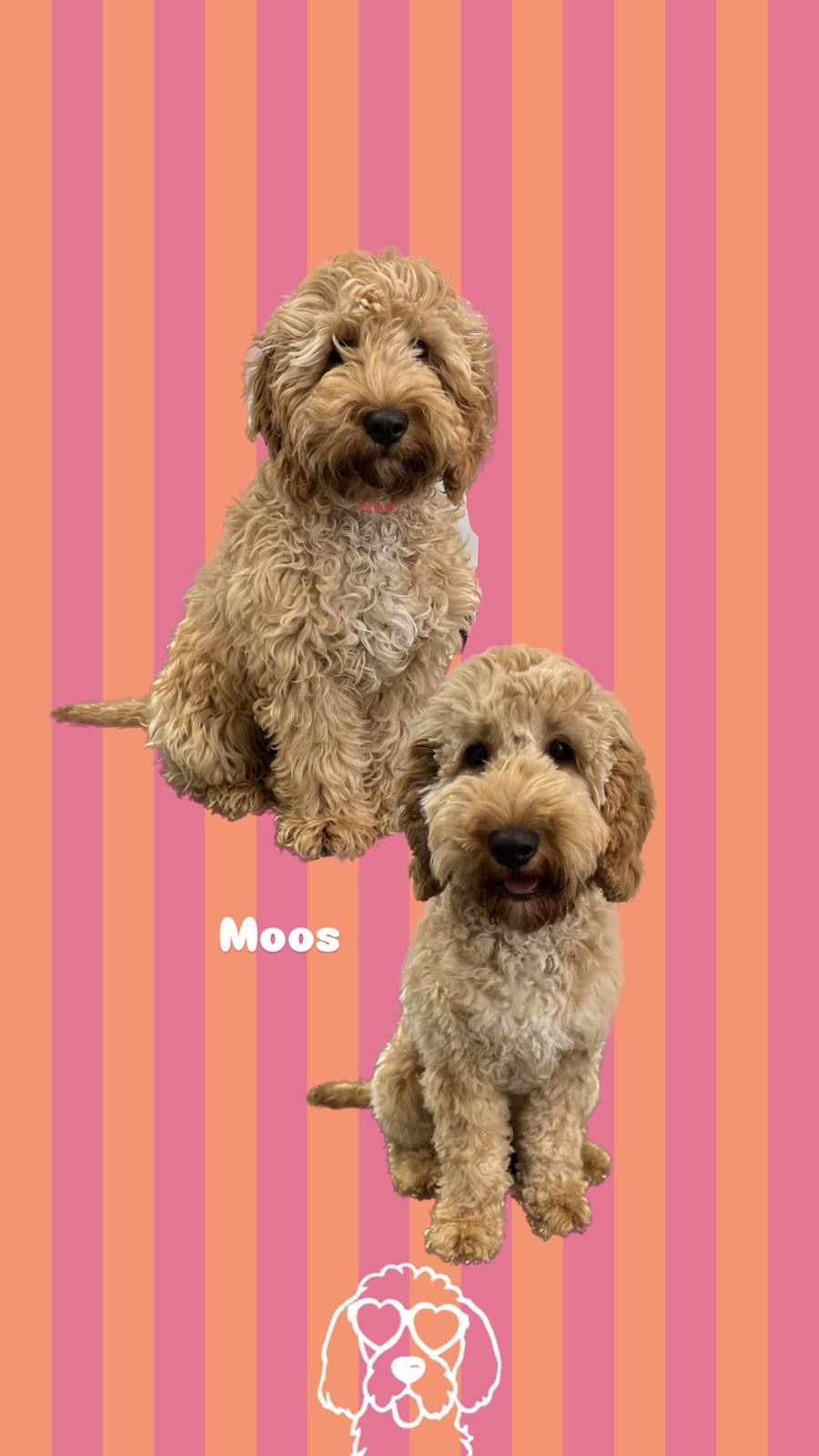 een foto van een hond die getrimd is bij de trimsalon