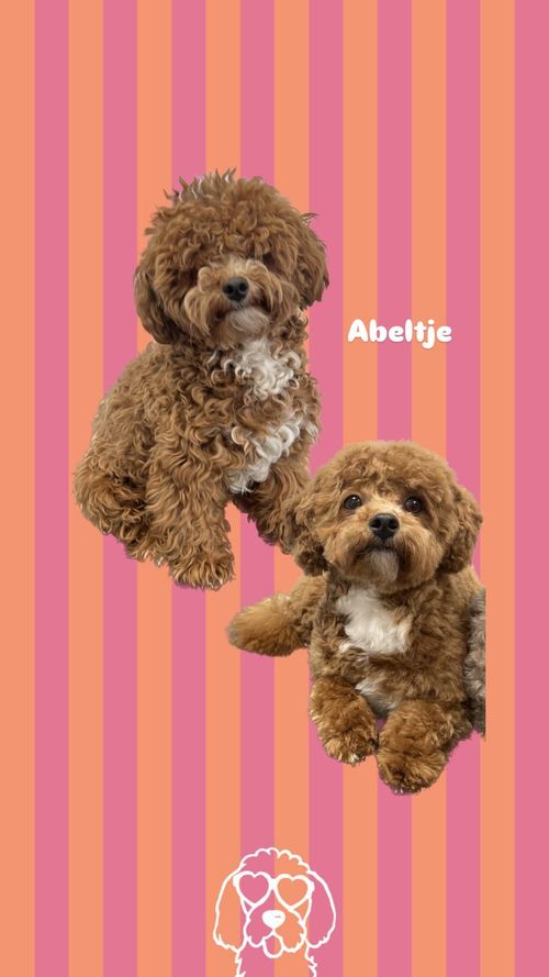 een foto van een hond die getrimd is bij de trimsalon