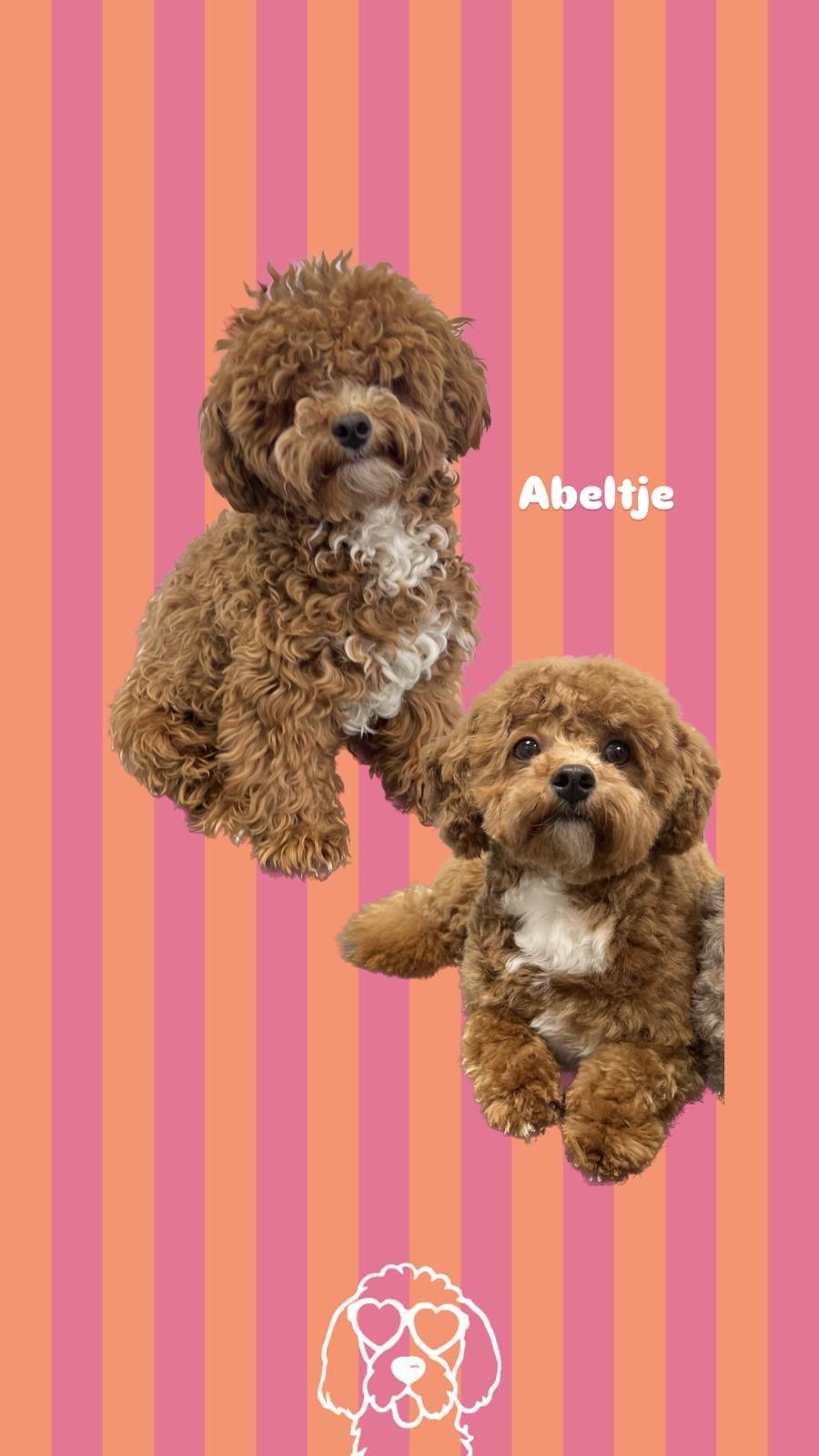 een foto van een hond die getrimd is bij de trimsalon