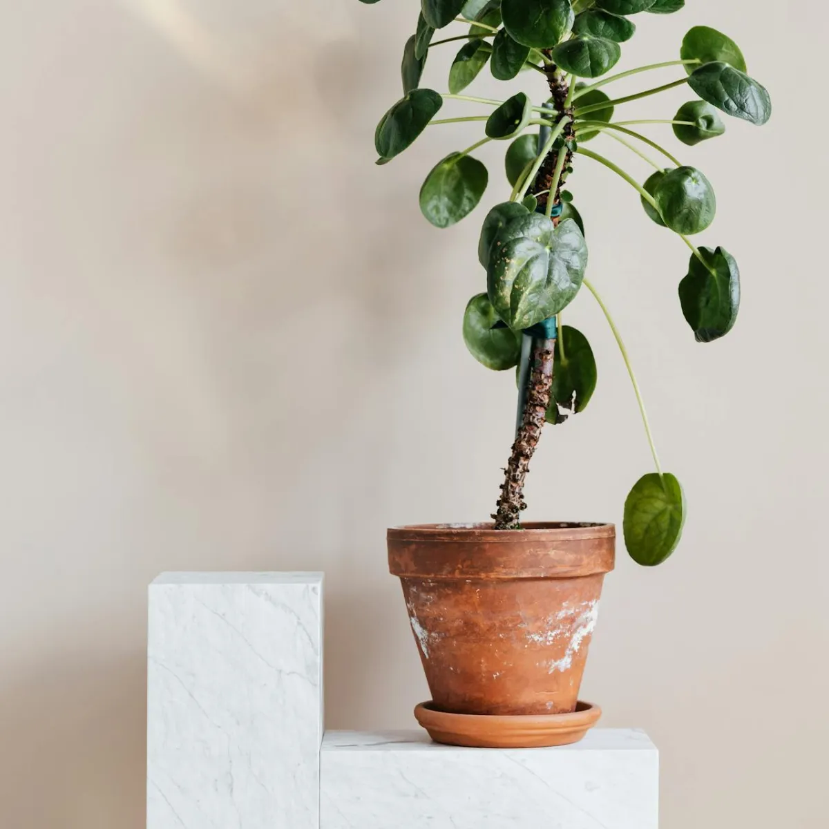 Plante en pot en terre cuite avec des feuilles vertes rondes posée sur une surface en marbre blanc.