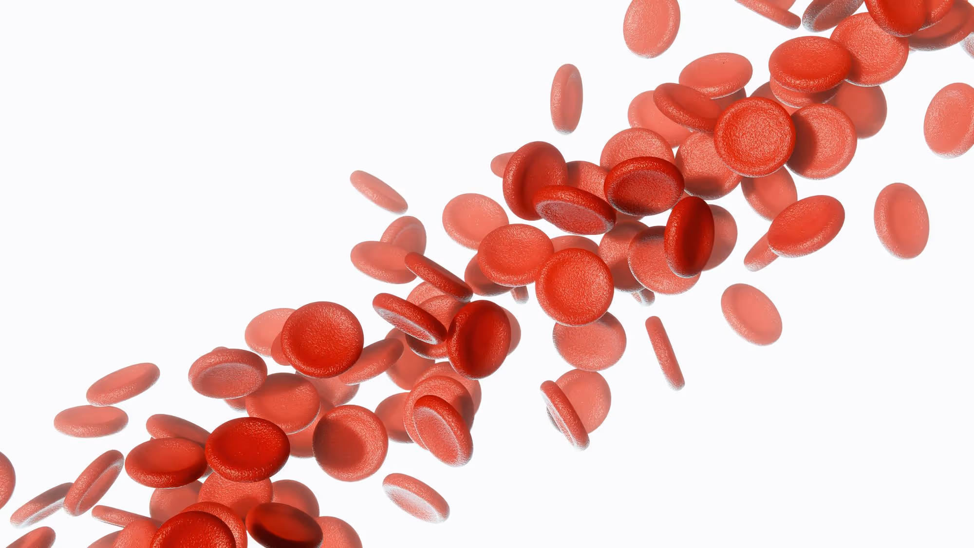 Czerwone krwinki swobodnie poruszające się na białym tle.