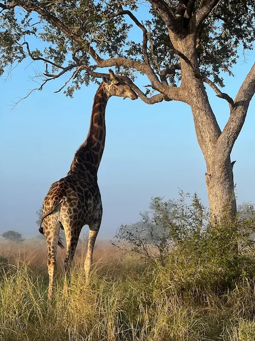 Giraffe standing in tall grass reaching its head toward branches of a large tree under a clear blue sky.