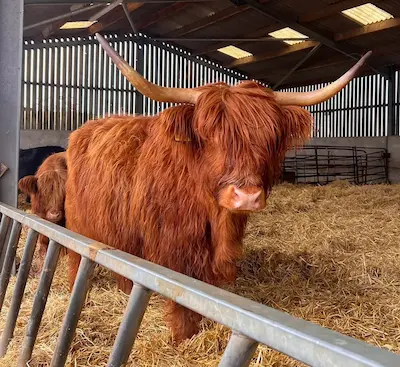Highland cow with long reddish fur and large curved horns inside a barn with straw bedding.