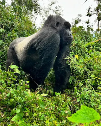 Adult silverback gorilla standing among dense green foliage in a forest.