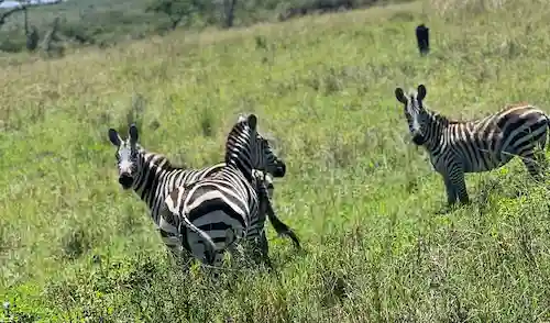 Three zebras standing on a grassy hillside with scattered bushes.