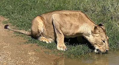 Lioness crouching to drink water from a small body of water beside a dirt path.