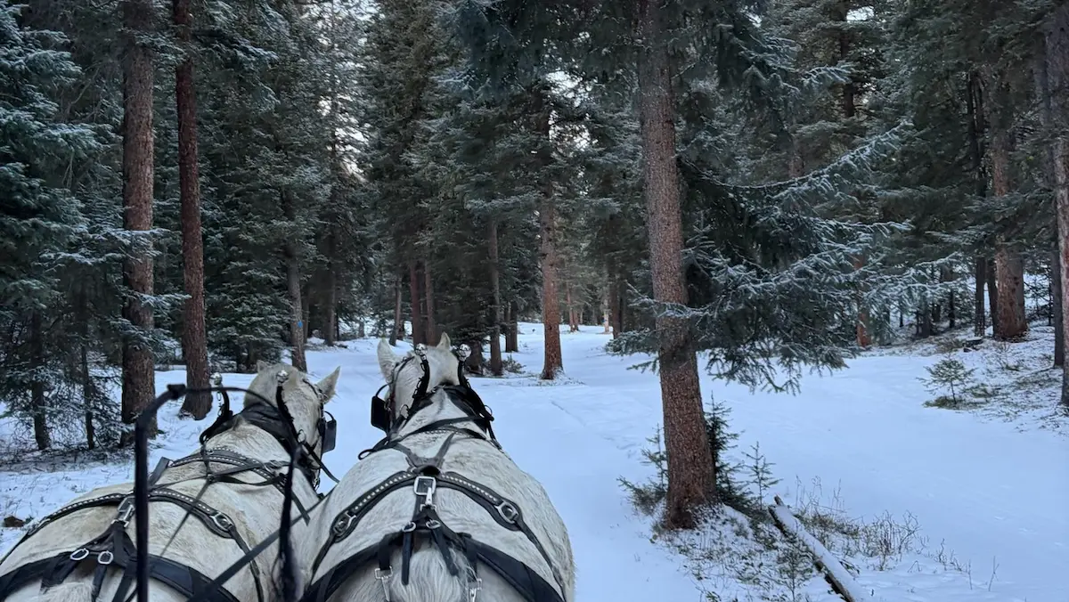 Two white horses in harnesses pulling a sleigh through a snowy forest trail.
