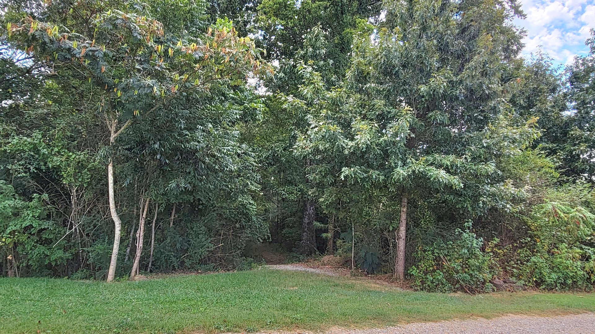 Hiking trail leading into a dense forest surrounded by lush green trees and grass.