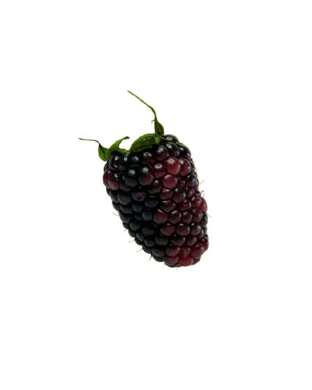 Close-up of a ripe blackberry with a small green stem against a transparent background.