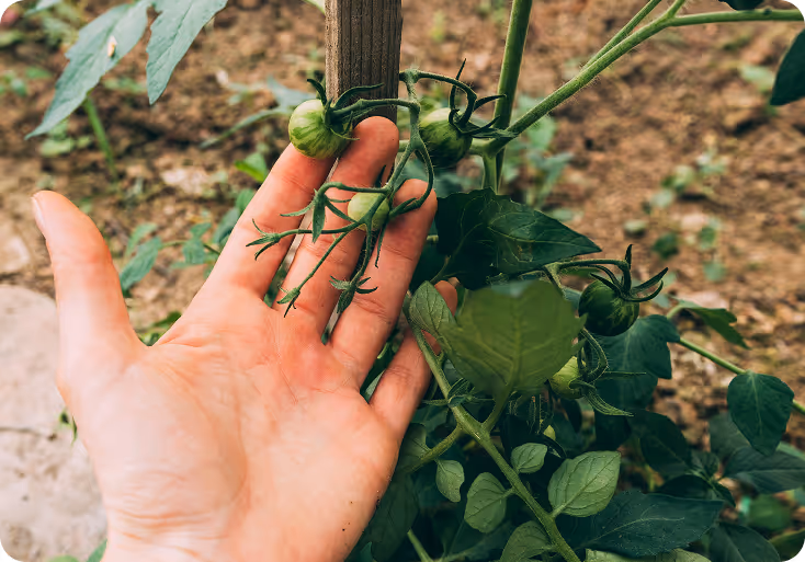 Hand gently holding a small cluster of unripe green tomatoes on a tomato plant supported by a wooden stake.