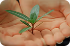 Small green plant sprouting held gently in cupped hands.