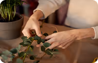 Person pruning green leafy plant on wooden table next to a potted plant.