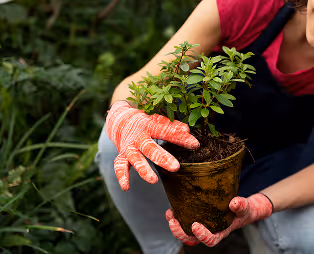Person wearing orange gloves holding a young potted plant with green leaves in a garden.