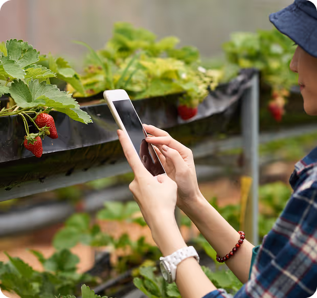 Person holding a smartphone near rows of strawberry plants in a greenhouse.