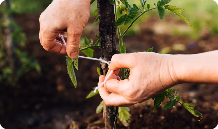 Hands tying a young tomato plant to a wooden stake with a string in a garden.