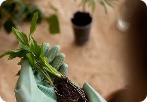 Hands wearing light green gardening gloves holding a small plant with soil and roots.