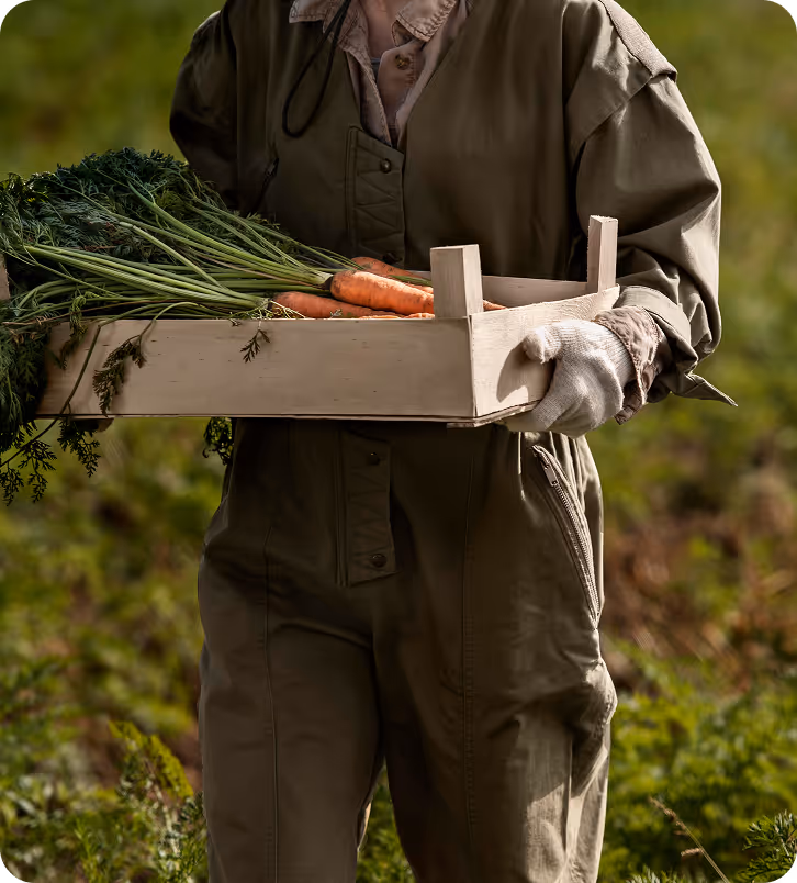 Person wearing gloves and brown coveralls holding a wooden crate filled with fresh carrots with green tops in a garden.