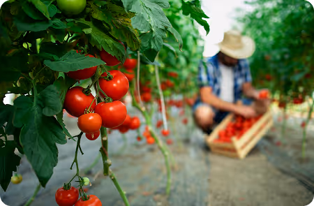 Close-up of ripe red tomatoes on the vine in a greenhouse with a farmer harvesting tomatoes into a crate in the background.