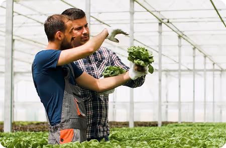 Two farmers in a greenhouse examining and discussing fresh green lettuce heads.