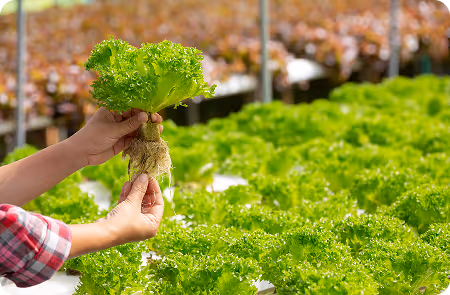 Hands holding a fresh green lettuce head with roots above a hydroponic lettuce bed.