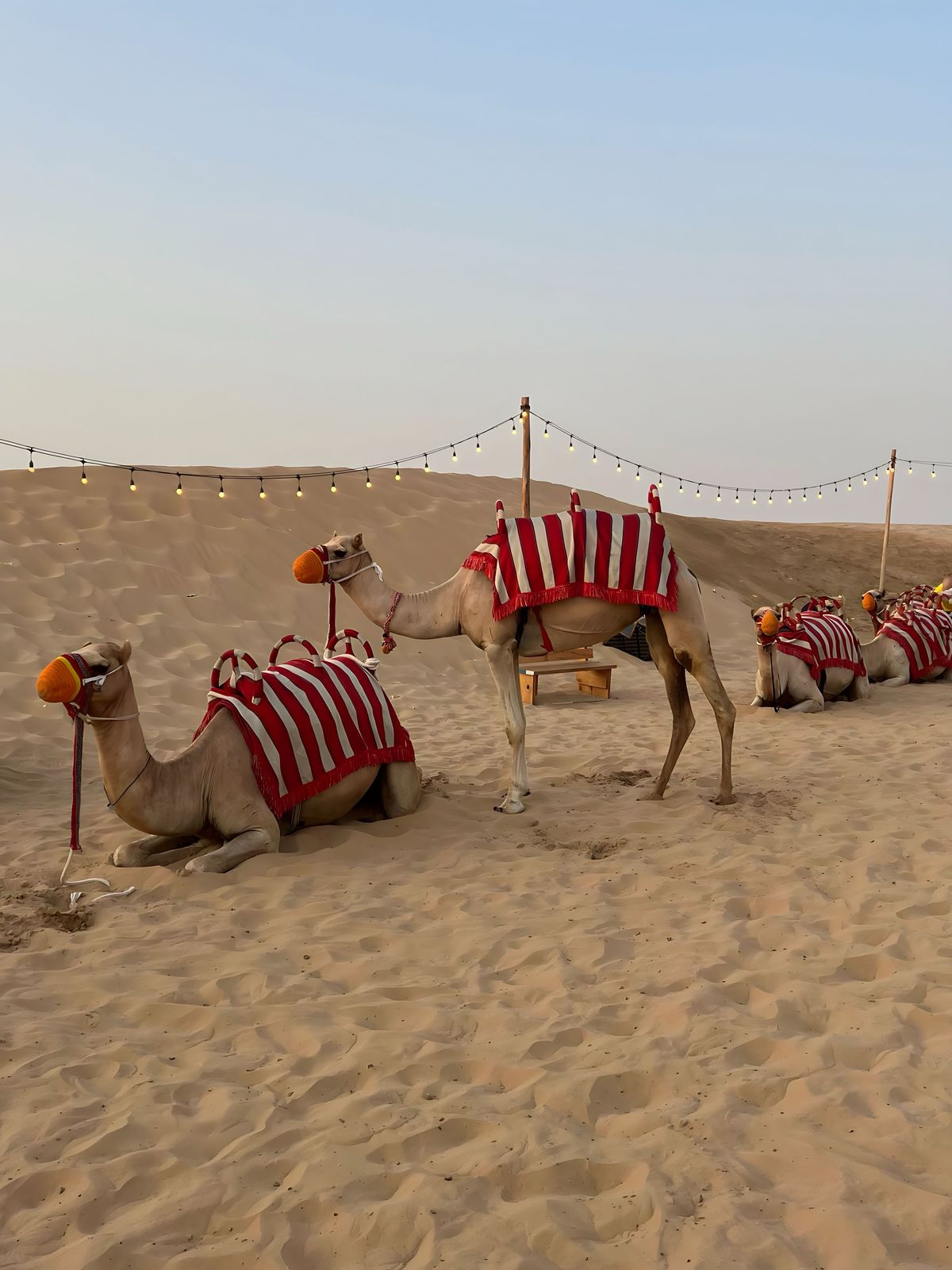 Camels with red and white striped blankets and orange muzzles resting on sand in a desert decorated with string lights.