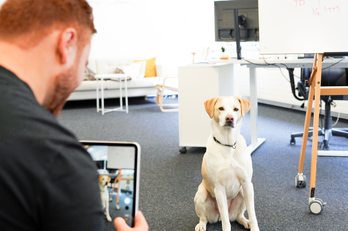 Light-colored dog sitting on office carpet facing a man taking its photo with a tablet.