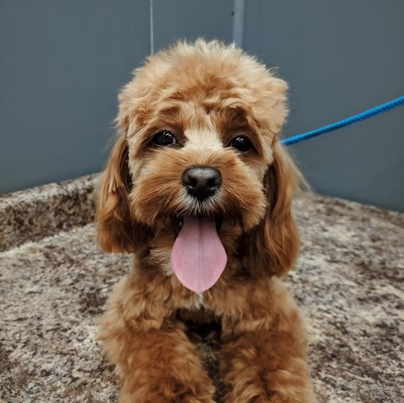 Small fluffy brown dog with curly fur lying down and tongue out on a granite surface.
