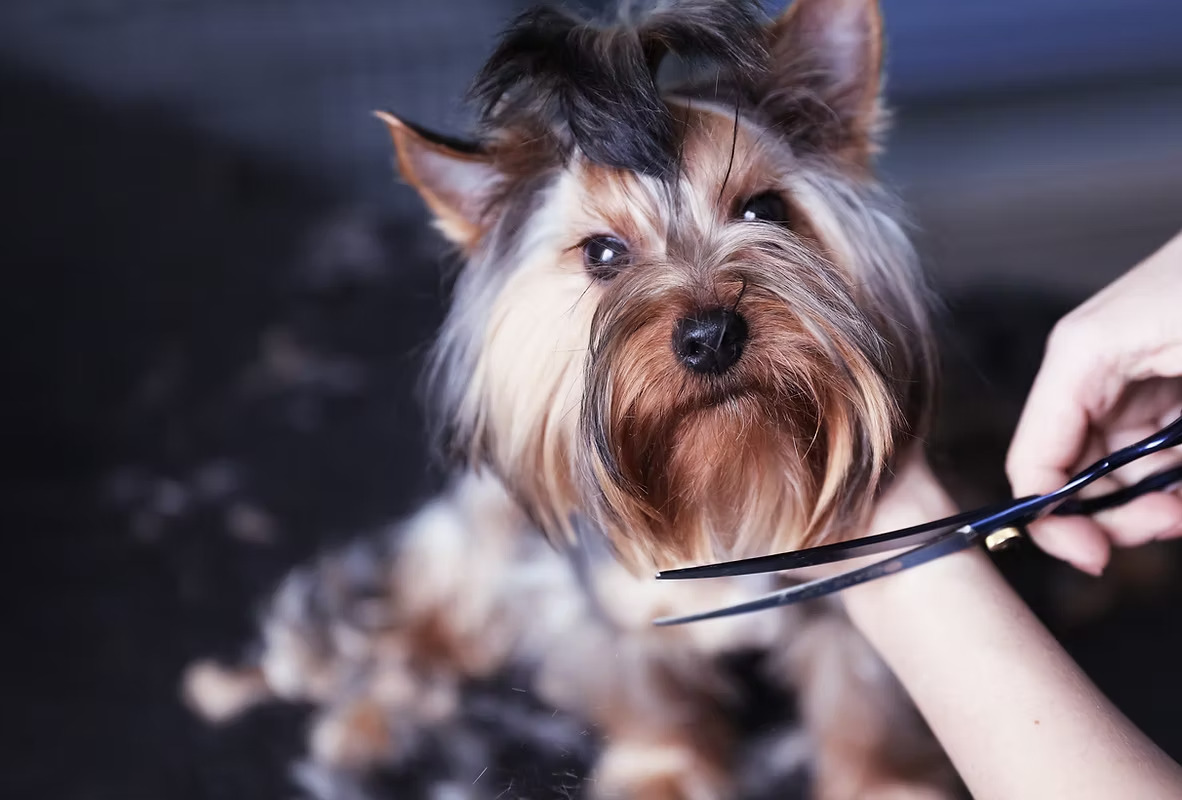Close-up of a small dog with long fur being groomed with scissors near its face.