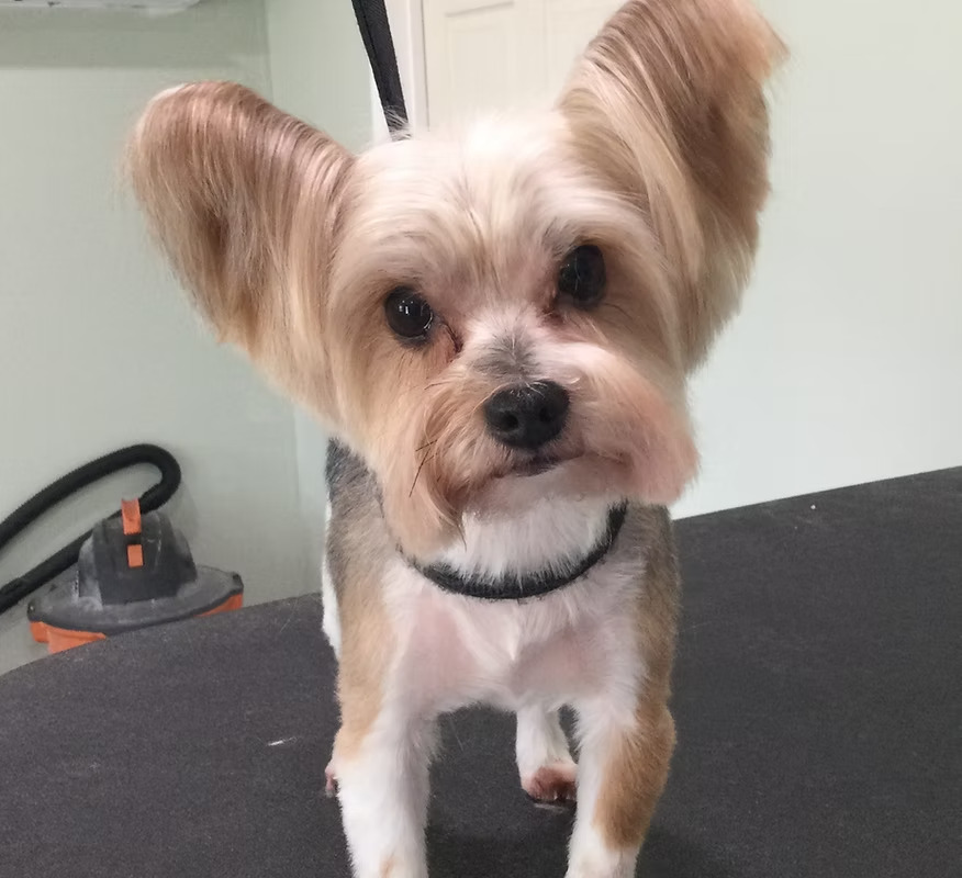 Small dog with a fresh haircut and large fluffy ears standing on a grooming table.