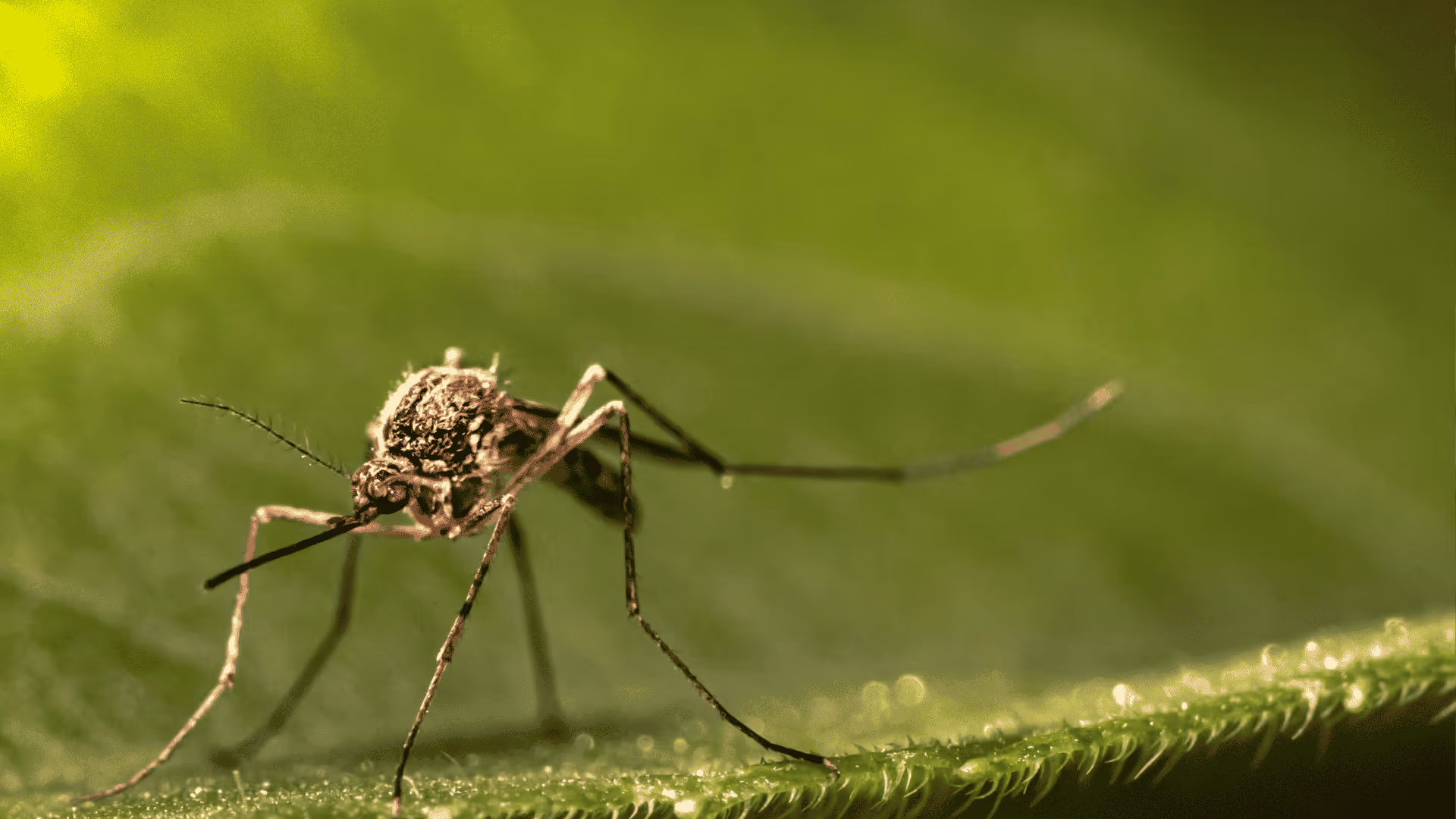 Close-up of a mosquito resting on a green leaf with a blurred background.