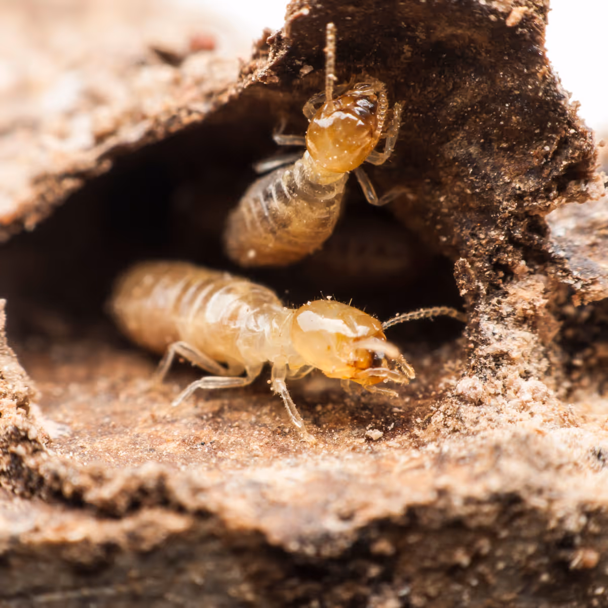 Close-up of two subterranean termites inside a wood tunnel.