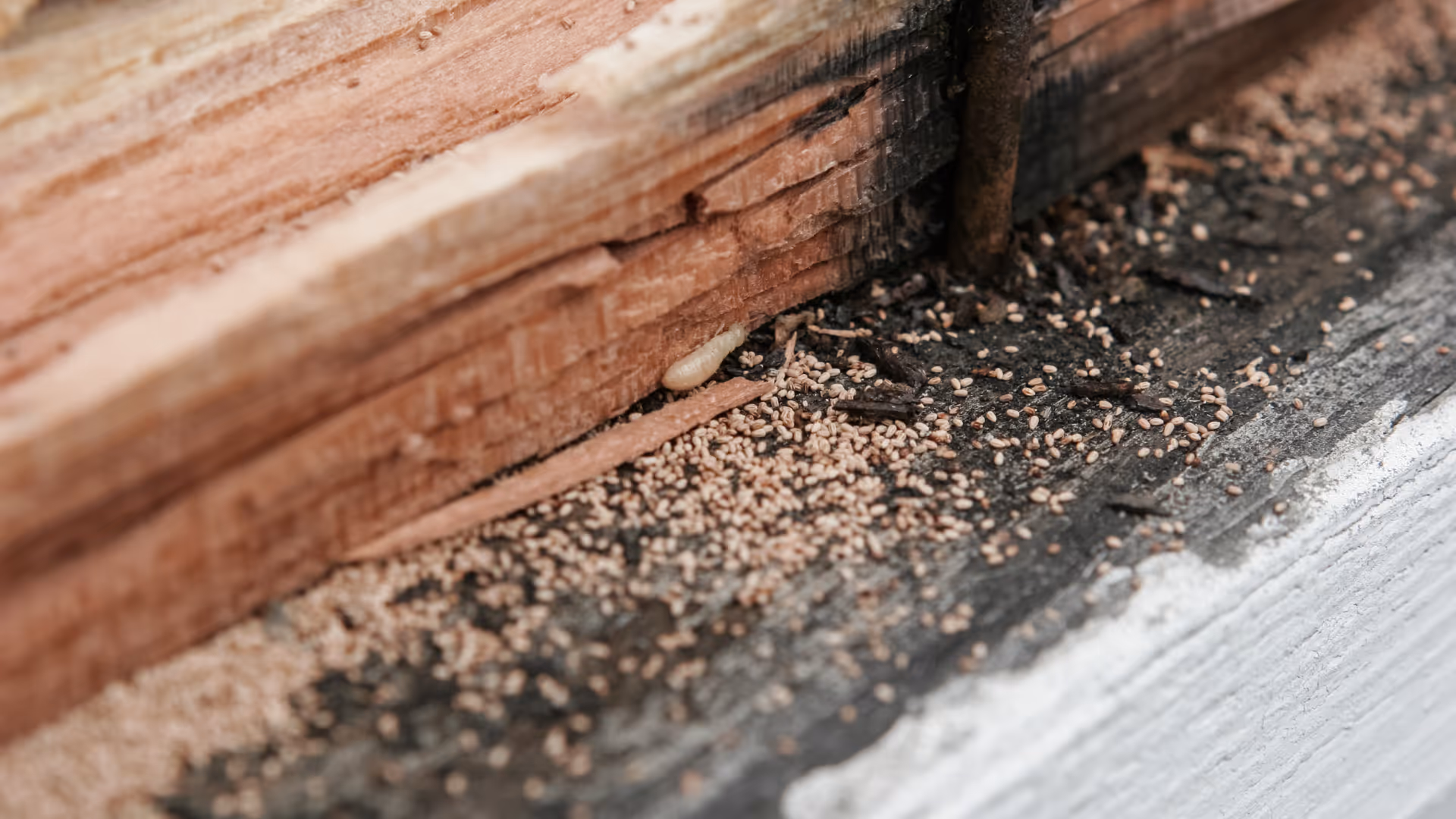 Termite larvae and droppings on a wooden surface near damaged wood.