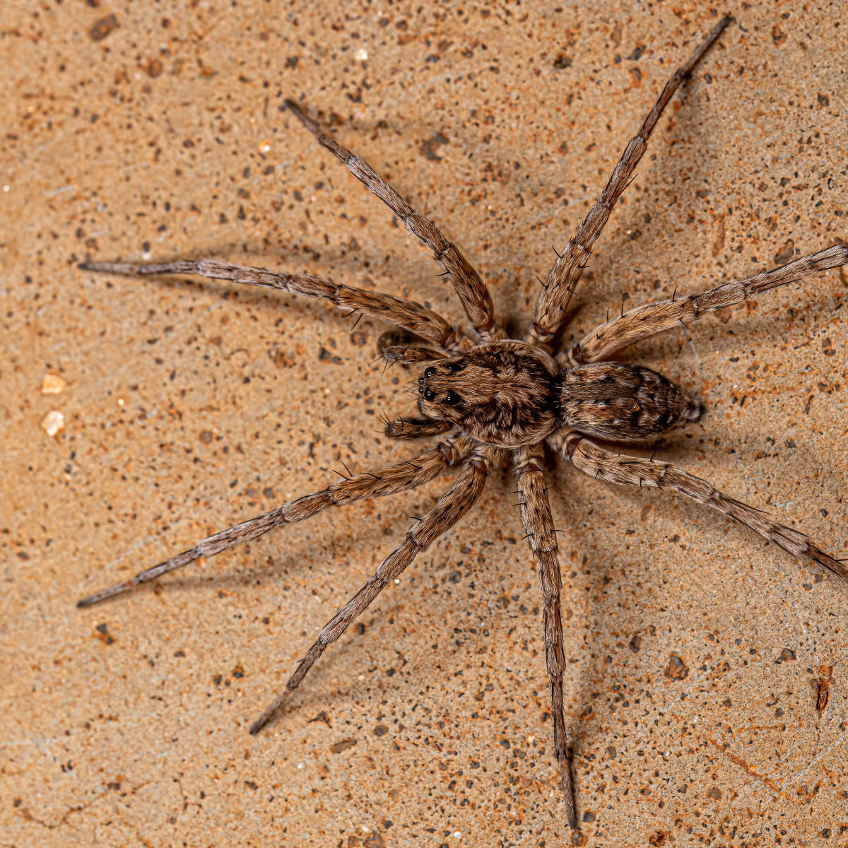 Close-up of a brown wolf spider on a textured sandy surface.