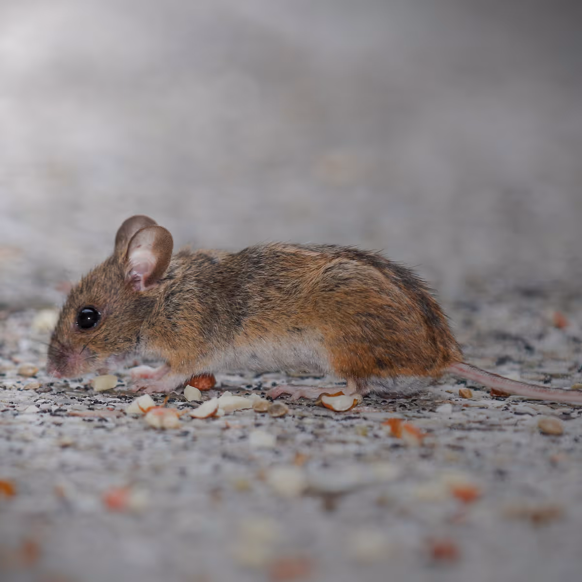 Small brown mouse on a gravel surface surrounded by scattered food pieces.