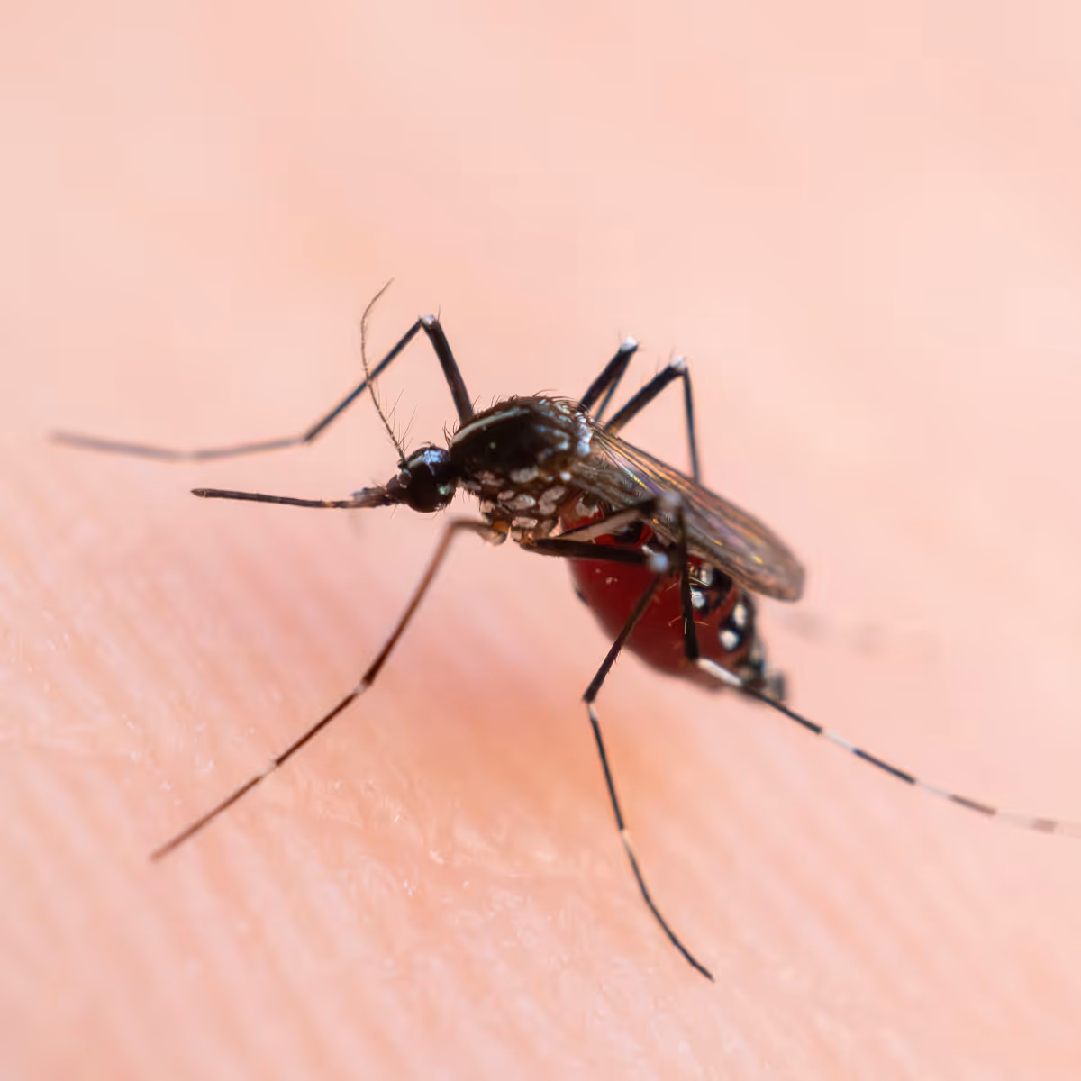 Close-up of a blood-engorged mosquito on human skin.