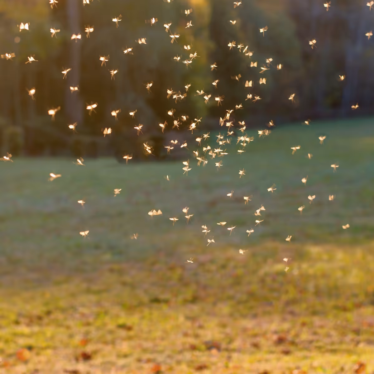 Swarm of mosquitos flying in a sunlit grassy field with a blurred forest background.