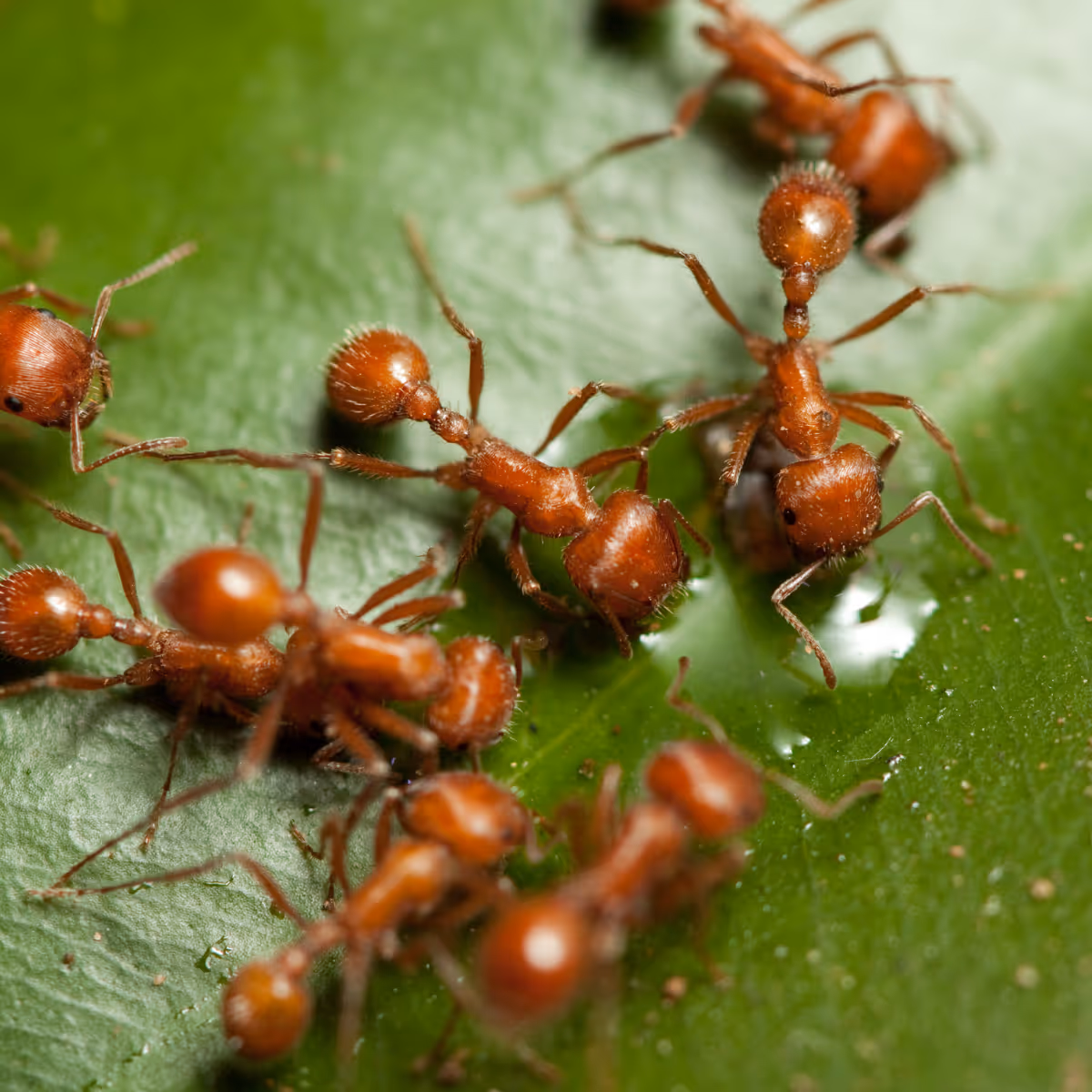 Close-up of several red fire ants crawling on a green leaf with water droplets.
