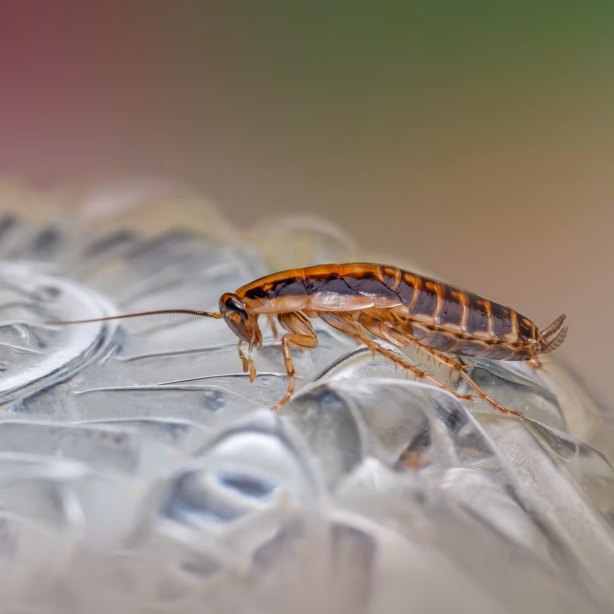 Close-up of a brown cockroach walking on a clear textured surface with a blurred green and beige background.
