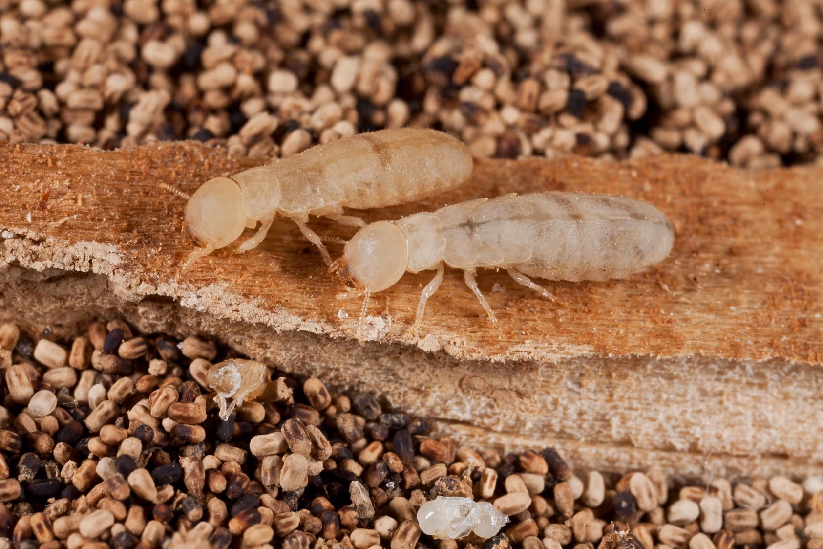 Close-up of two translucent drywood termites on a piece of wood surrounded by frass pellets.