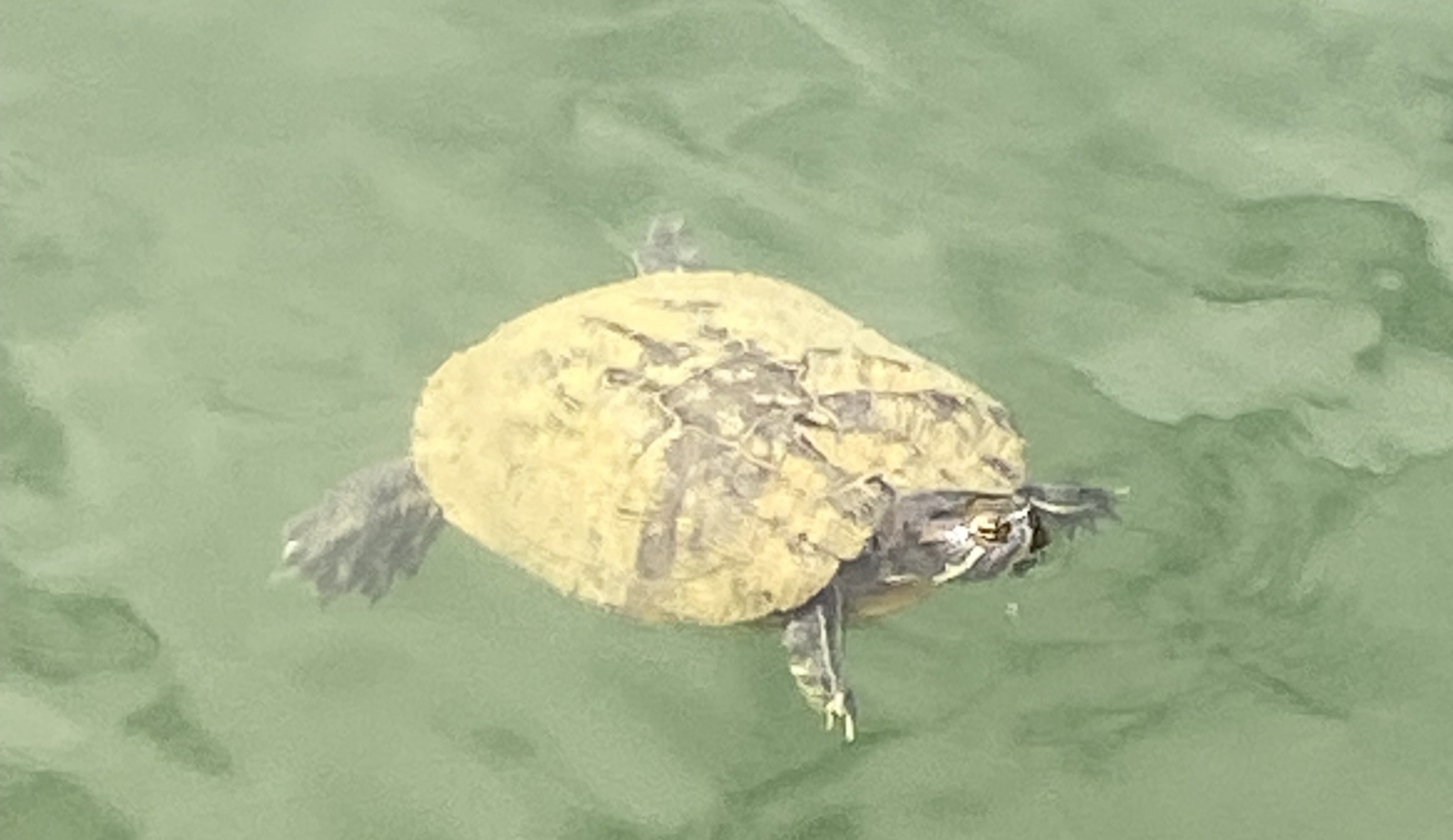 Meet "Doug"