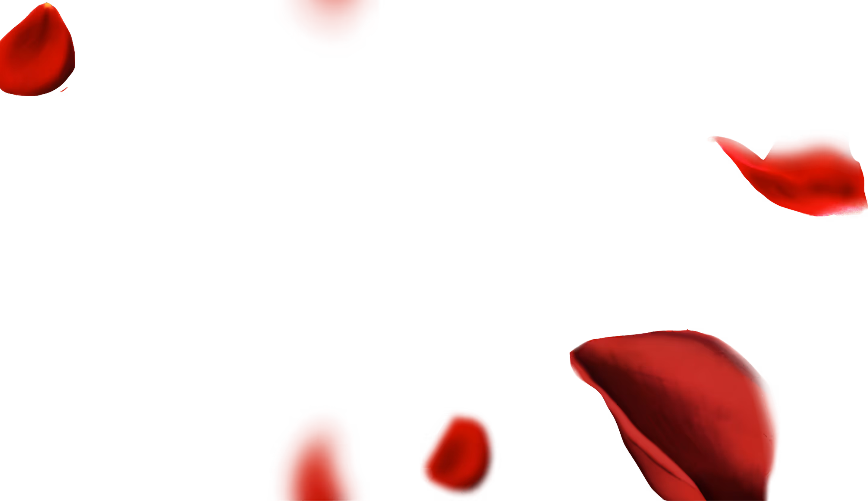 Several red rose petals floating on a black background.