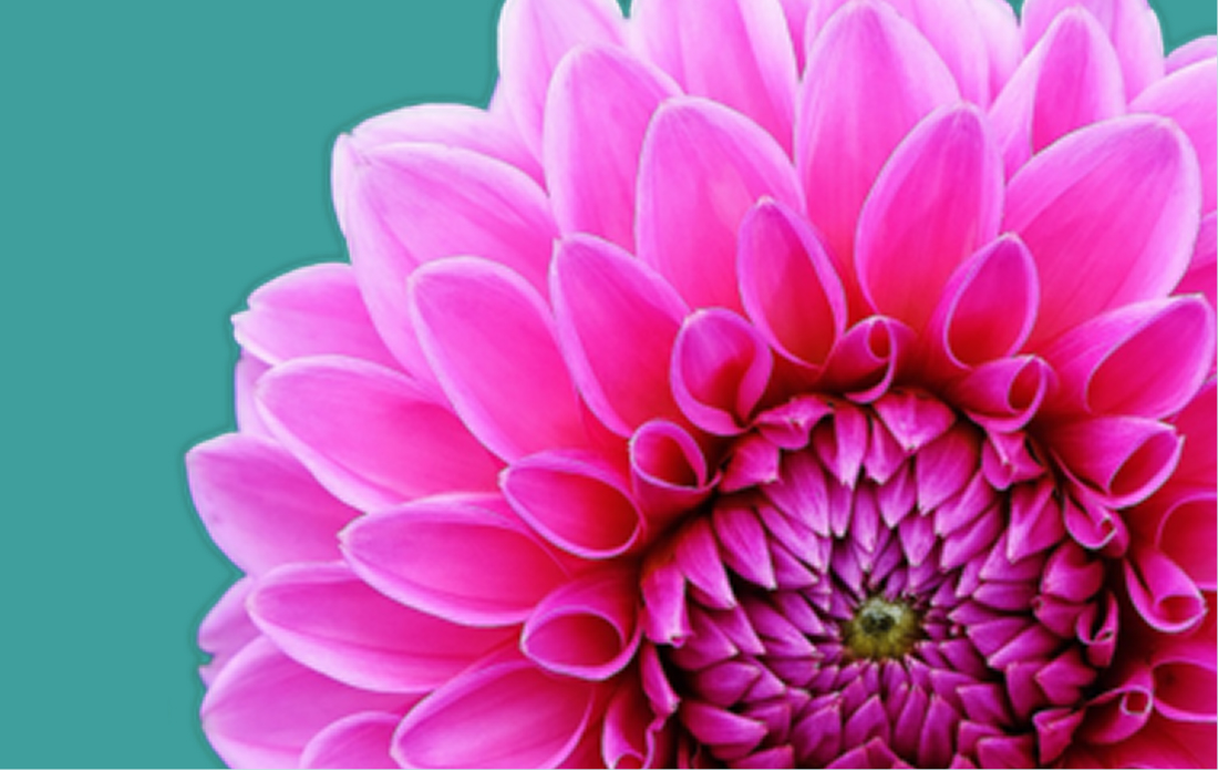 Project V1 Item Image